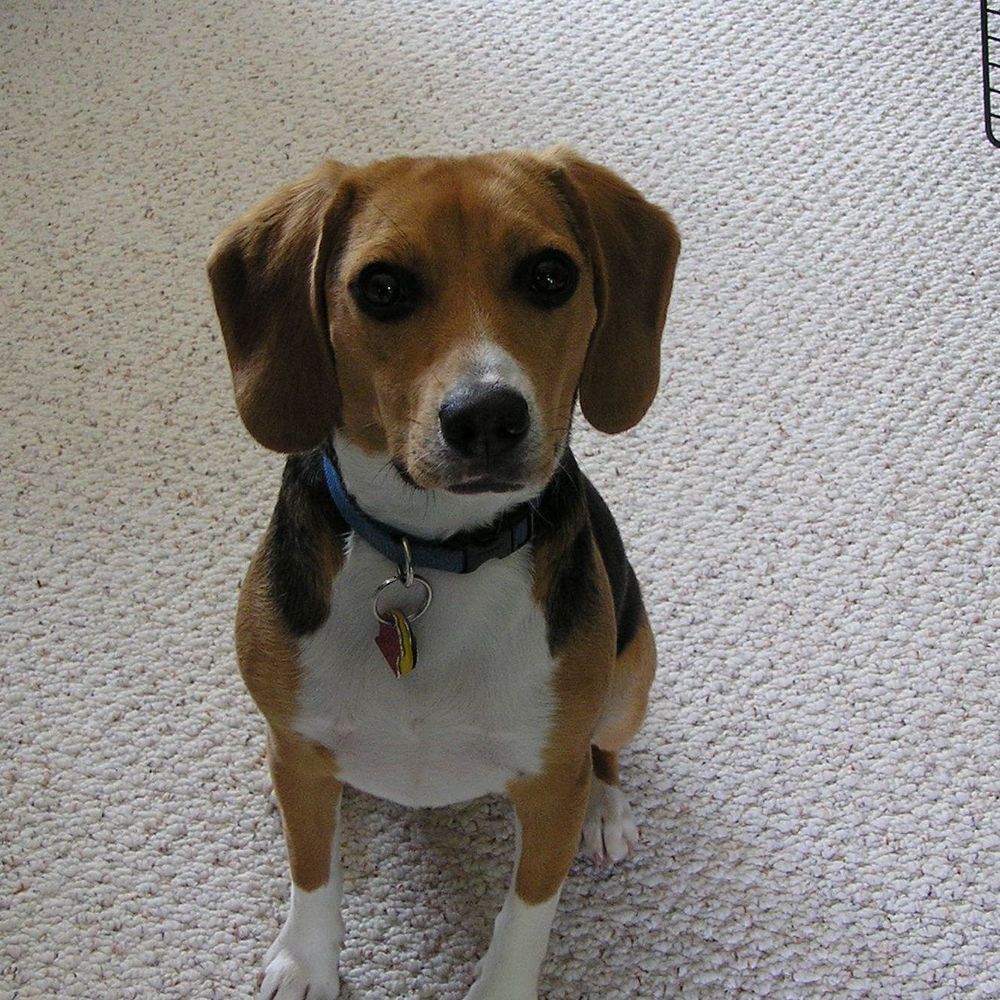 Meet your Posher, Zelda